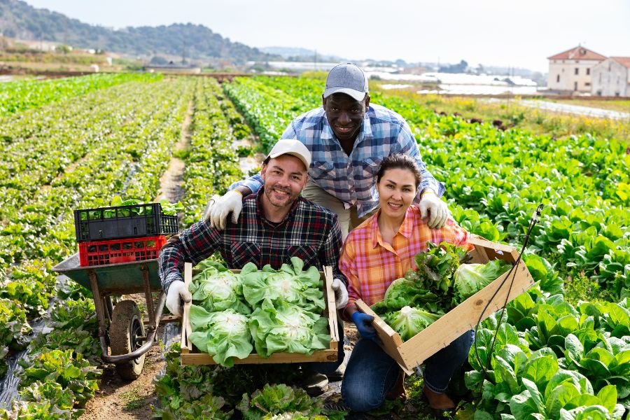 harvest crates