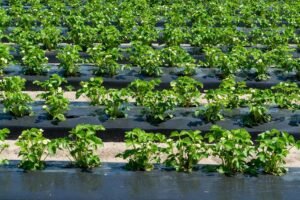 Black Mulch Film