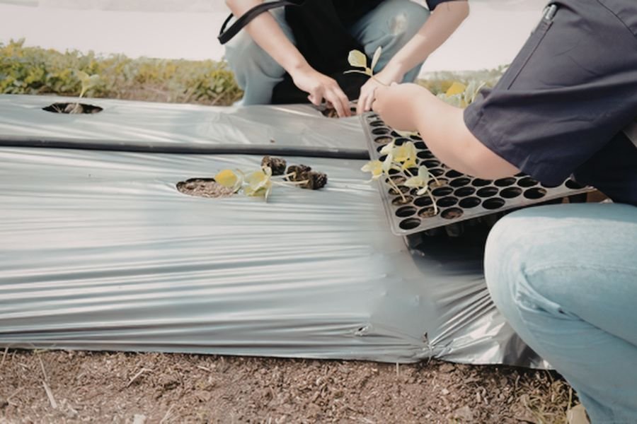 how to choose mulch film